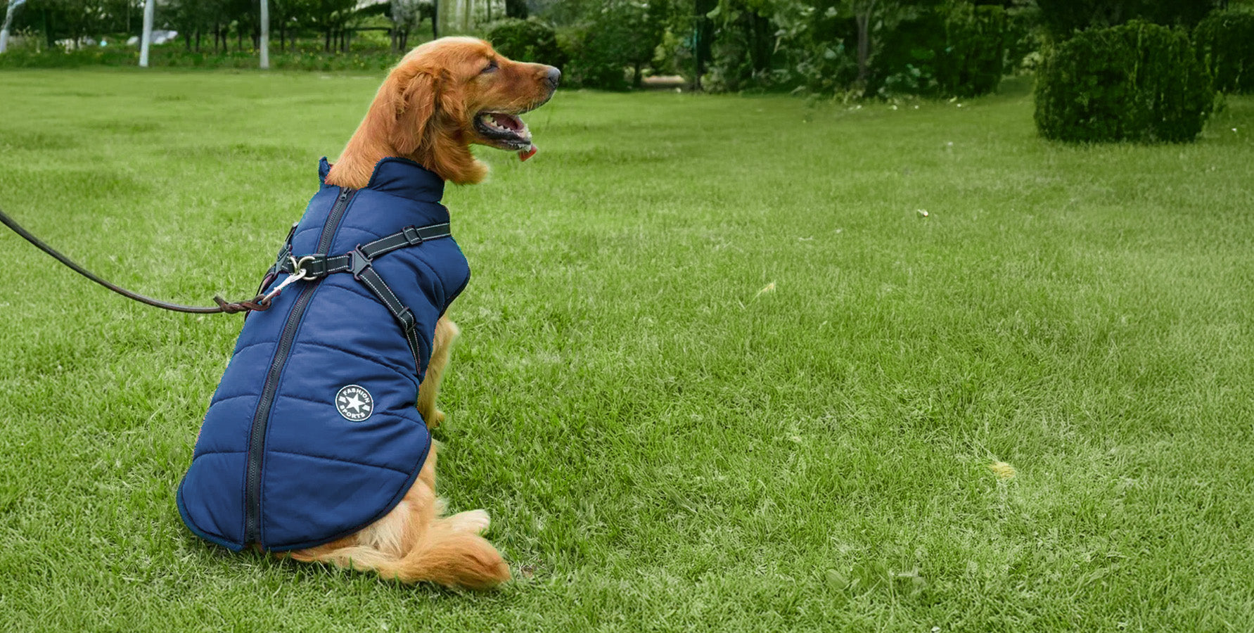 Harness & Leashes